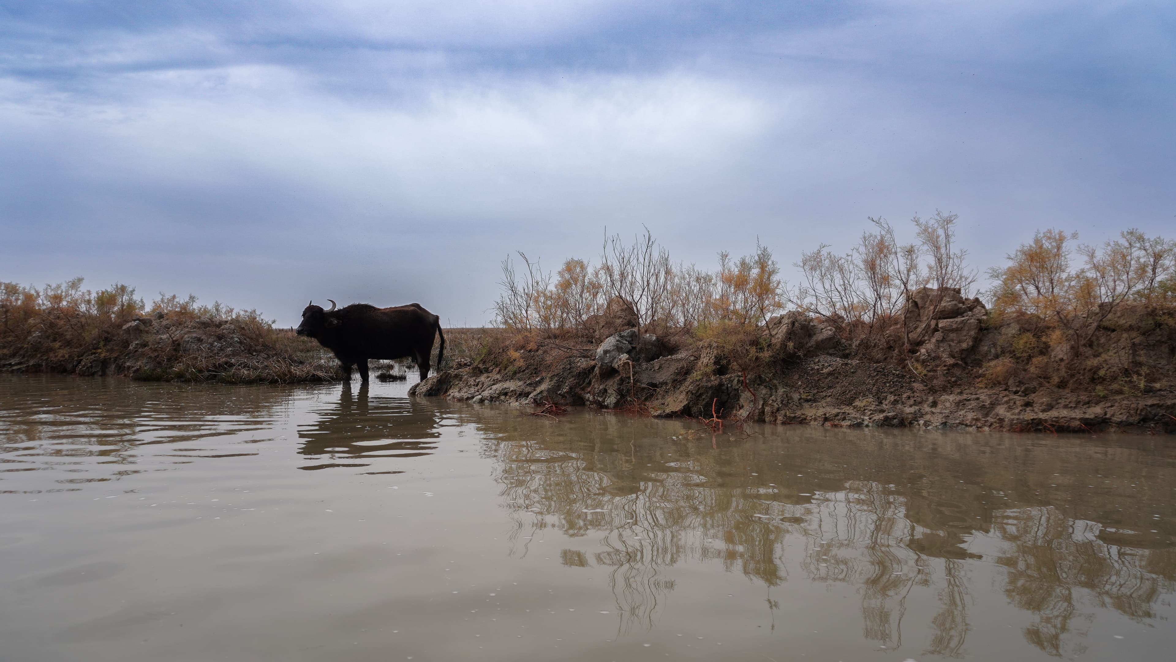 The Iraqi Marshes Between Human Heritage and Existential Threats